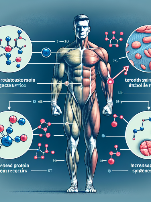 Comment les stéroïdes agissent-ils ? Effet sur la réduction de la fatigue musculaire